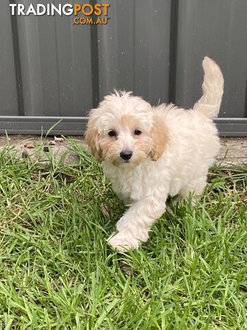 Second Generation Cavoodles - DNA Clear Parents 🎁