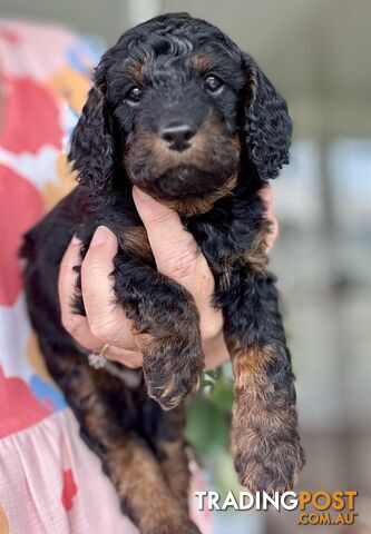 Quality Cavoodle Puppies - one boy &amp; one girl remaining