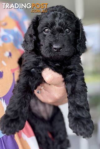 Quality Cavoodle Puppies - one boy &amp; one girl remaining