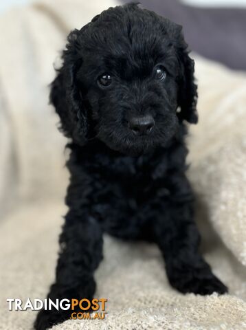 Quality Cavoodle Puppies - one boy &amp; one girl remaining