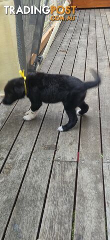 Border Collie x Kelpie pups (x10)
