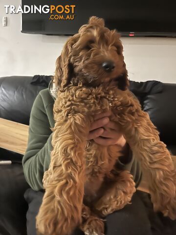 Purebred Labradoodle Pups!!!🐶 only 2 left want them to go to good homes