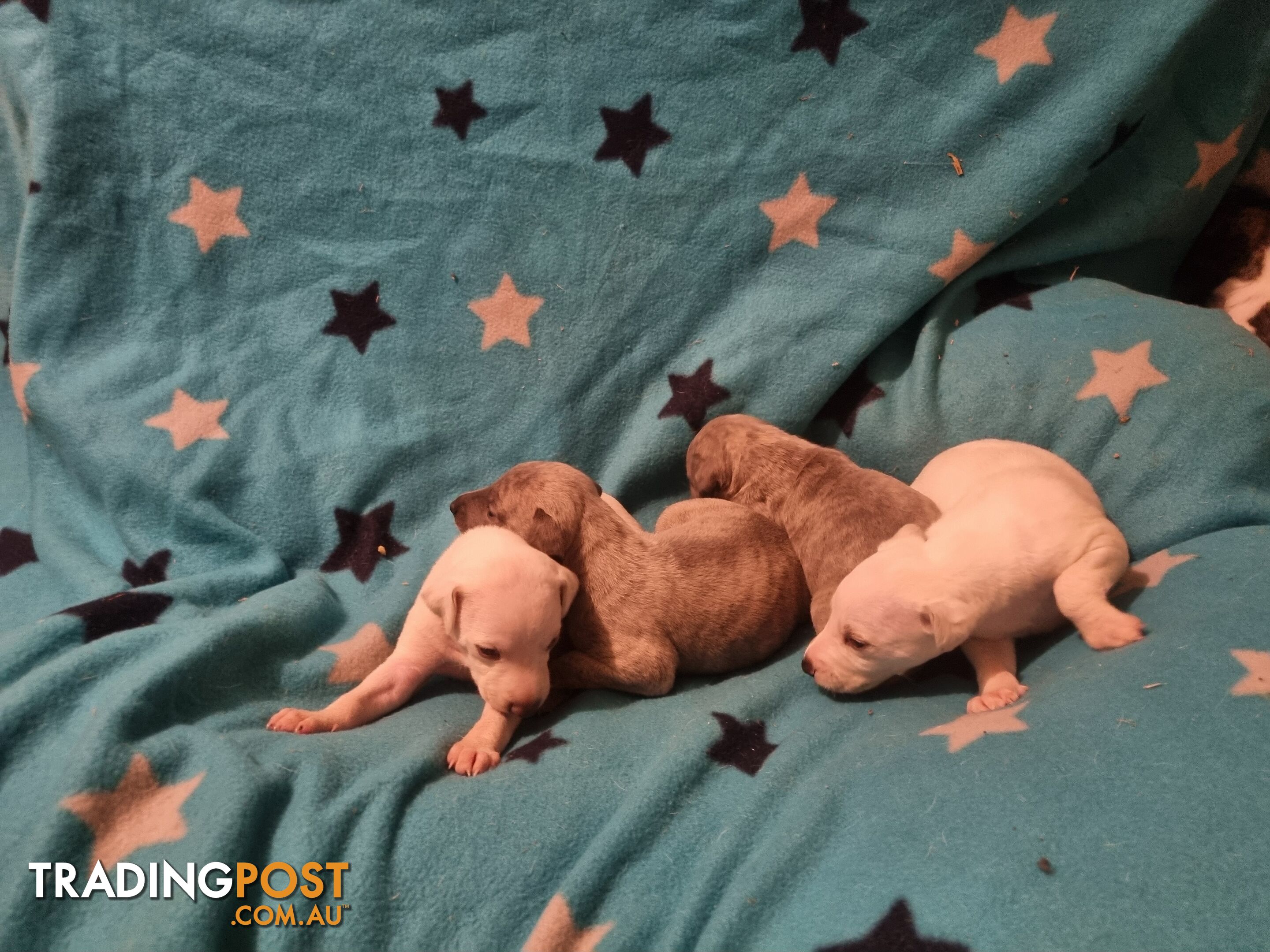 Whippet Puppies for sale