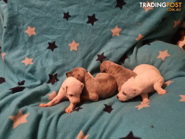 Whippet Puppies for sale