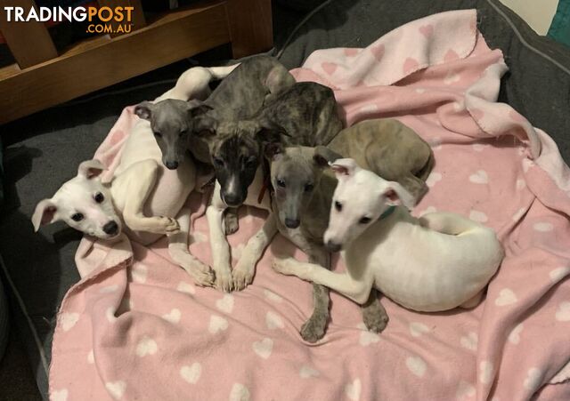 Whippet Puppies for sale