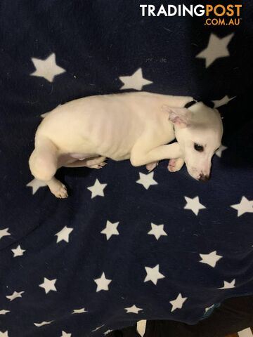 Whippet Puppies for sale