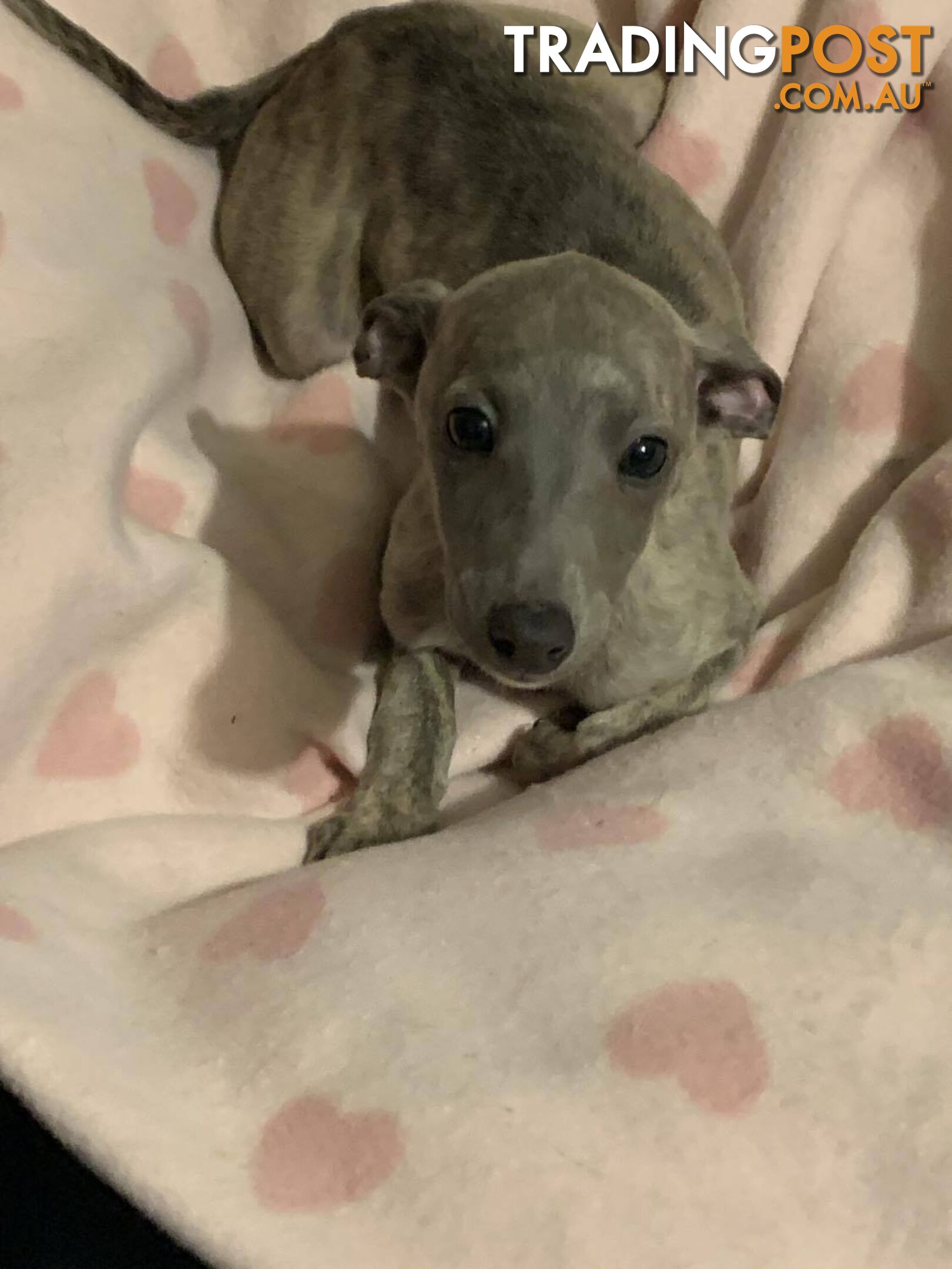 Whippet Puppies for sale