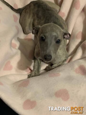 Whippet Puppies for sale