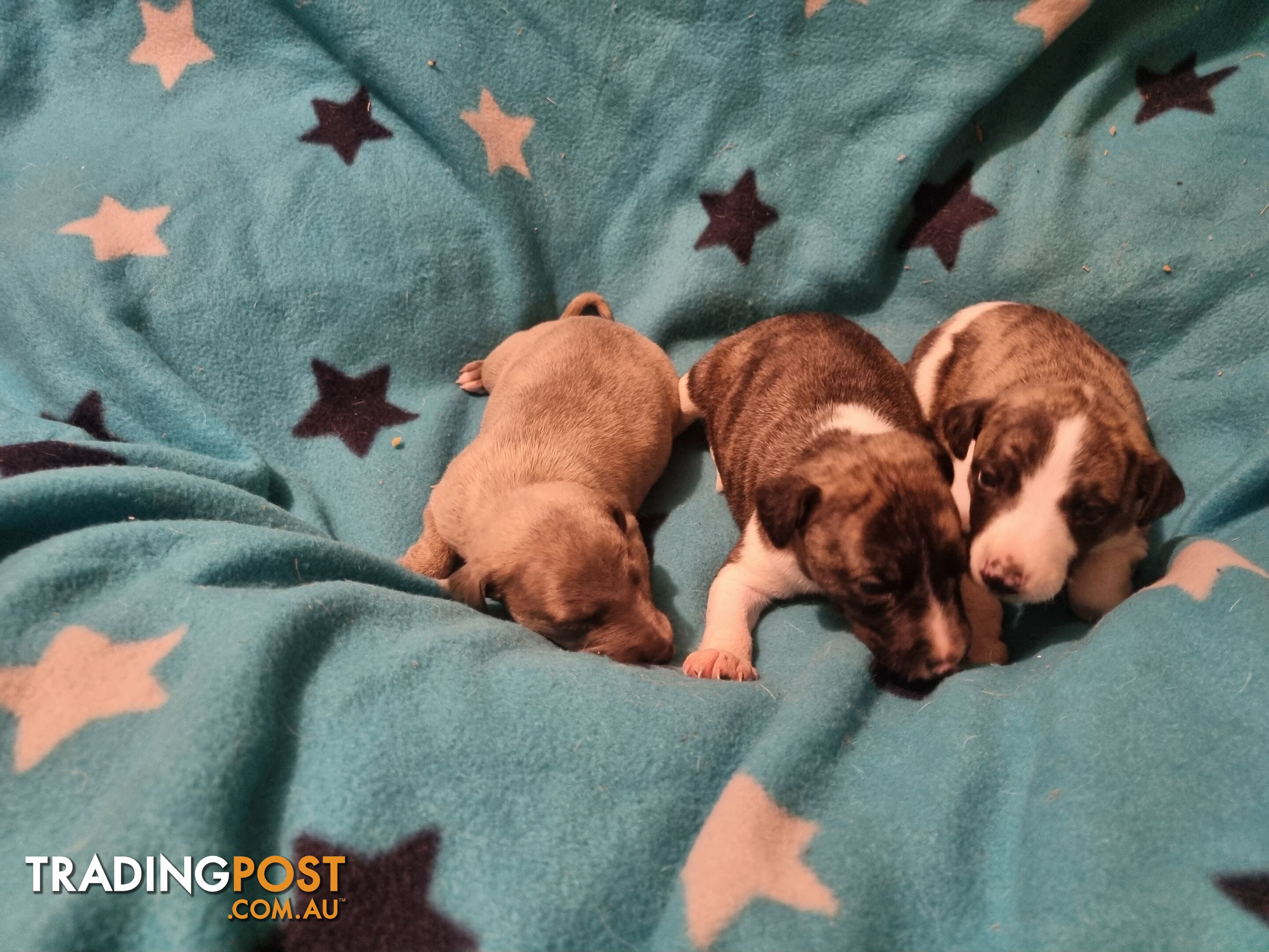 Whippet Puppies for sale