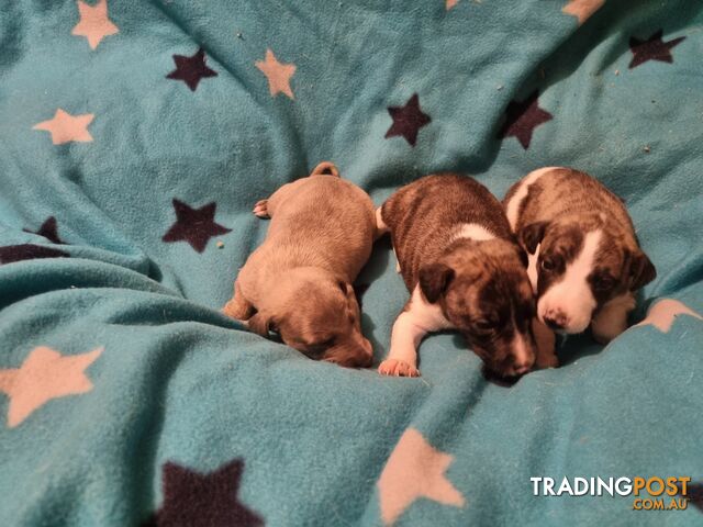 Whippet Puppies for sale