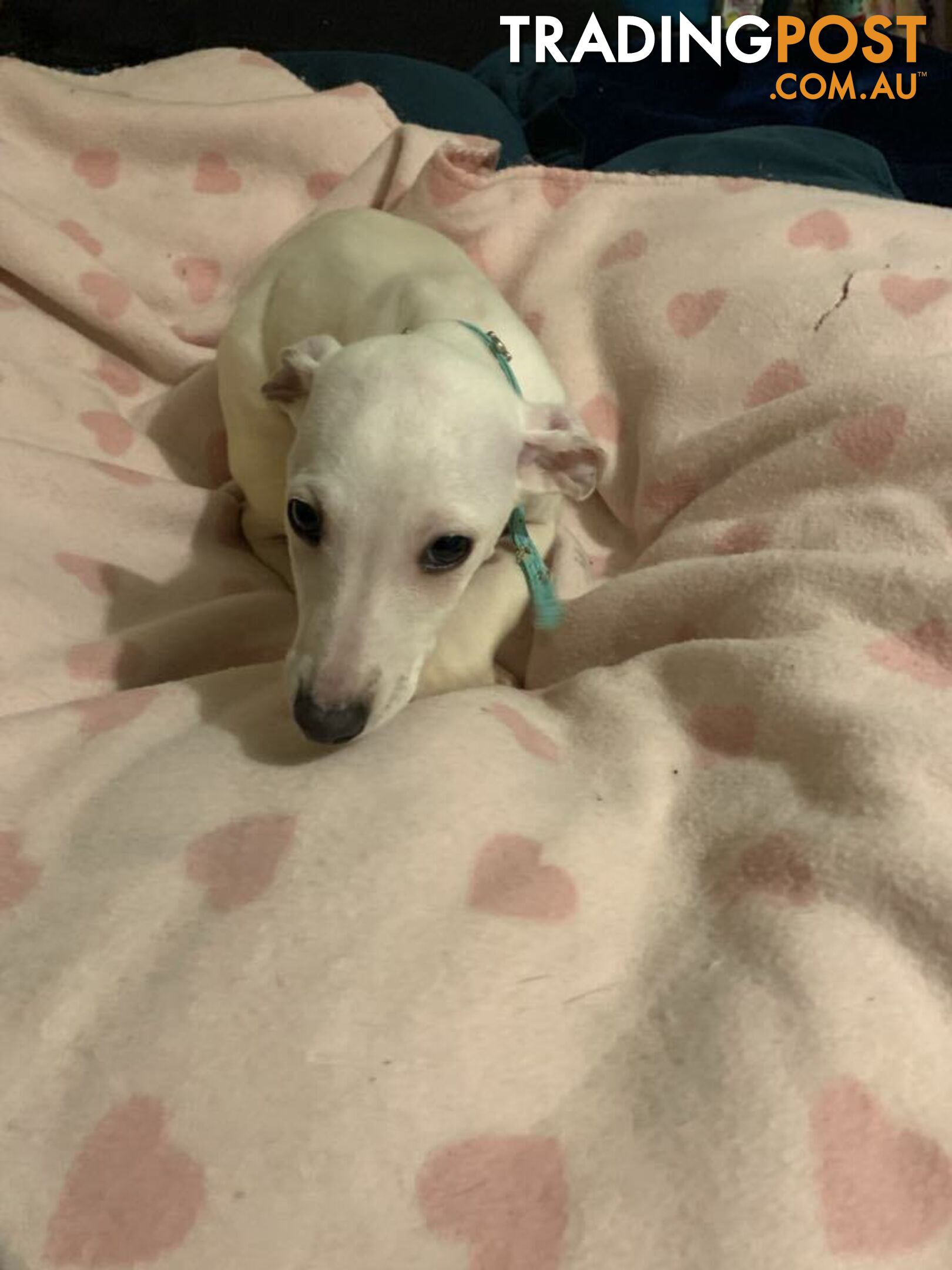 Whippet Puppies for sale