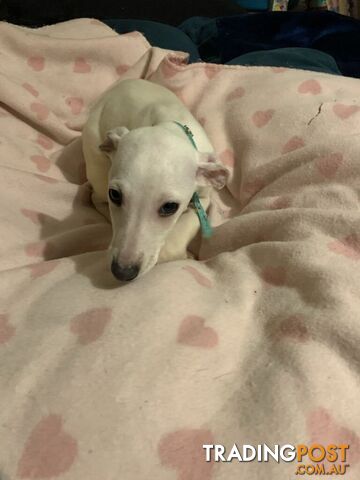 Whippet Puppies for sale