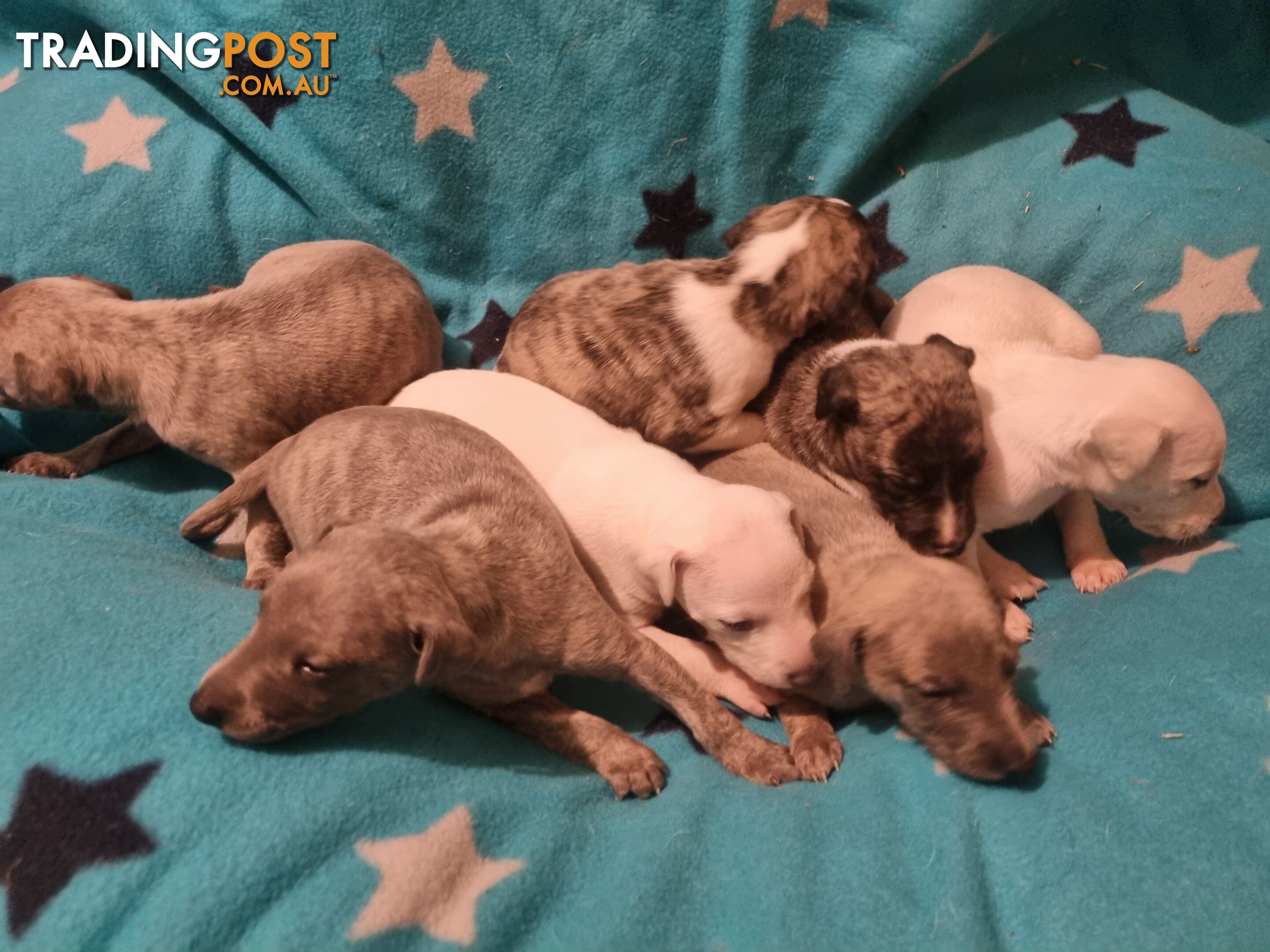 Whippet Puppies for sale