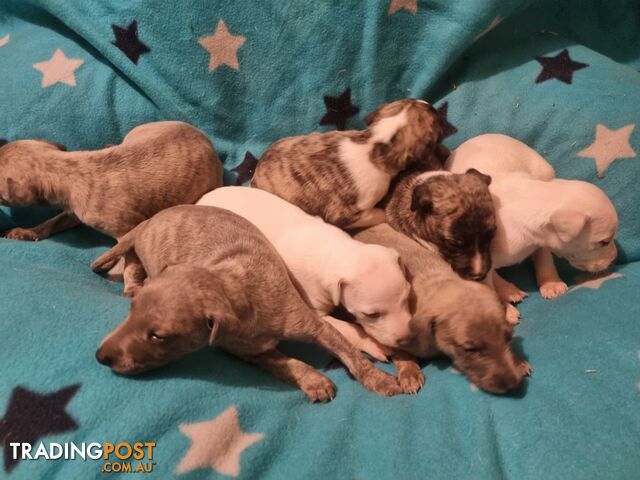 Whippet Puppies for sale