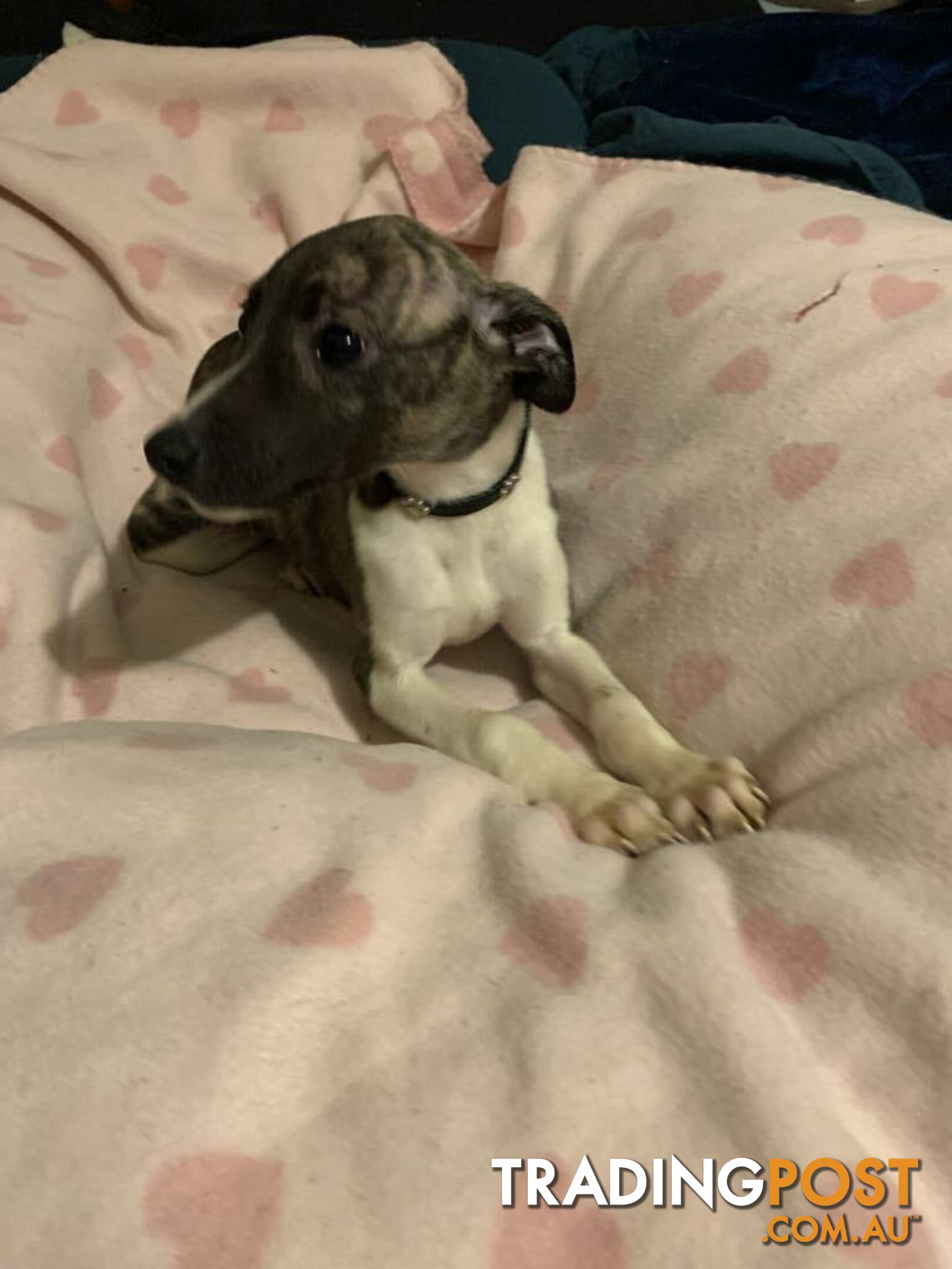 Whippet Puppies for sale