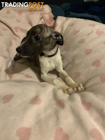 Whippet Puppies for sale