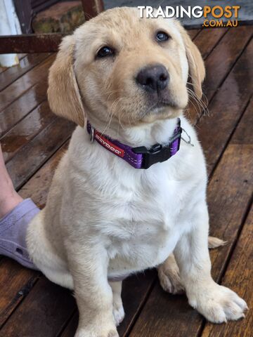 FOR SALE Labrador Retriever Puppies