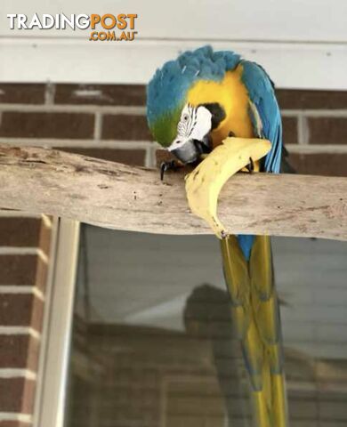 Blue and Gold Macaw Hen