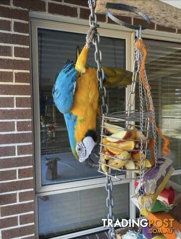 Blue and Gold Macaw Hen