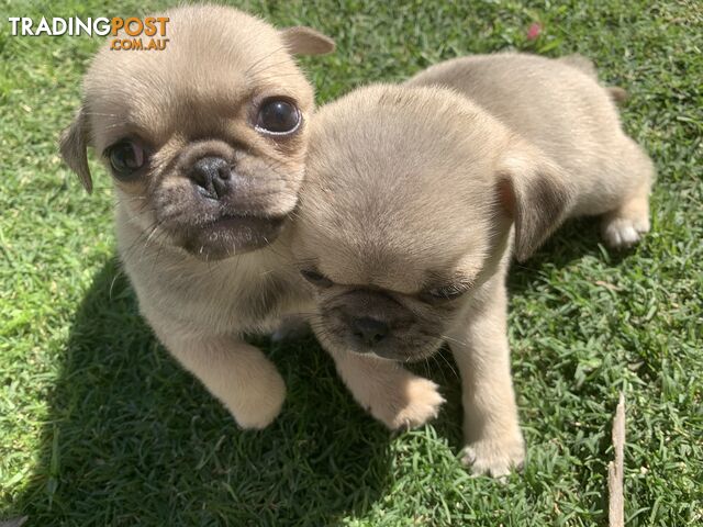 Pug X Tibetan Spaniels - Tibby Pugs