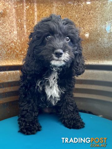 1st Generation FEMALE Cavoodle Puppy, Cavalier King Charles X Toy Poodle