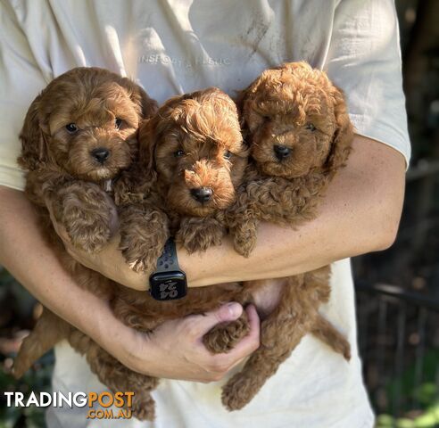 Cavoodles READY NOW