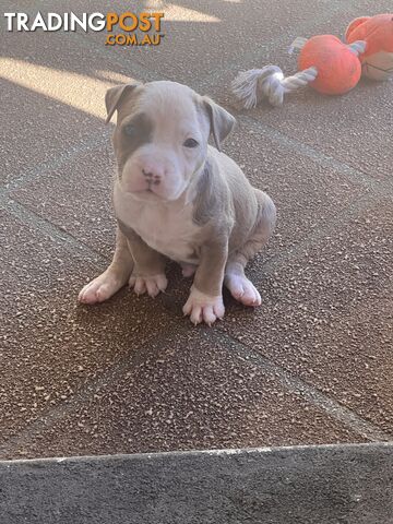 Trading post sale staffy