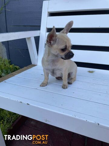 Purebred Chihuahua Puppy Short Hair Male