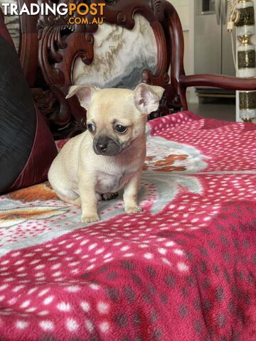 Purebred Chihuahua Puppies Short Hair Male & Female