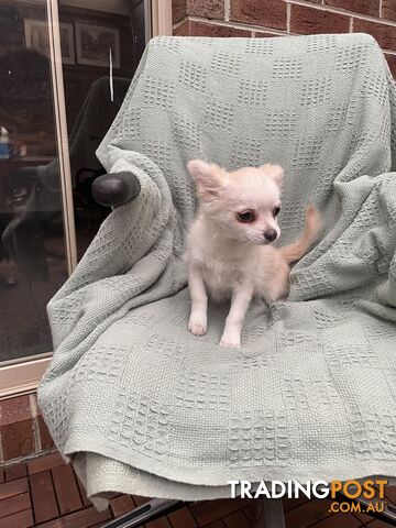 Chihuahua Puppies Short Hair Female Purebred