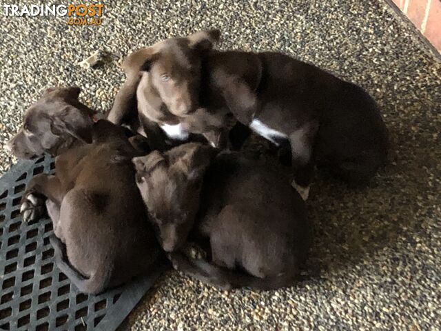 Kelpie x border collie puppies