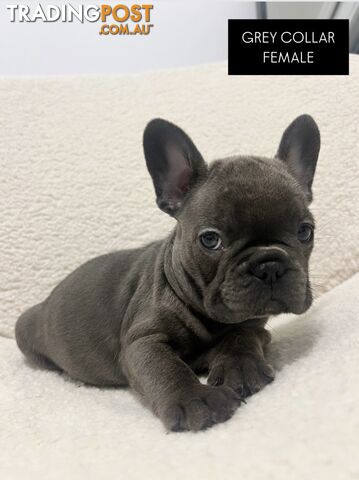 Blue French bulldog pups (purebred)