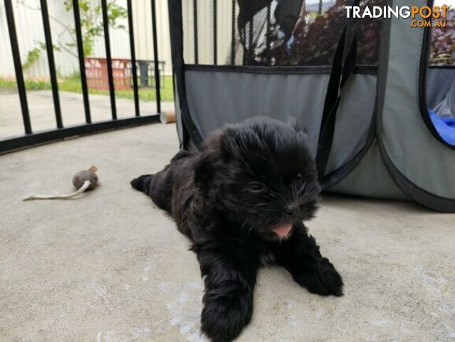 🐾 Bring love and laughter into your life with a Maltese Shih Tzu Cavoodle cross puppy! 🐾