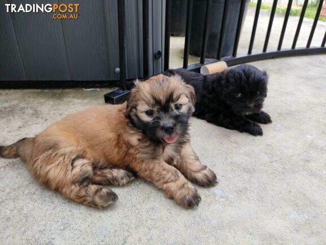 🐾 Bring love and laughter into your life with a Maltese Shih Tzu Cavoodle cross puppy! 🐾