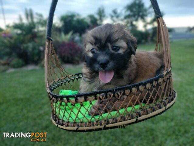 🐾 Bring love and laughter into your life with a Maltese Shih Tzu Cavoodle cross puppy! 🐾