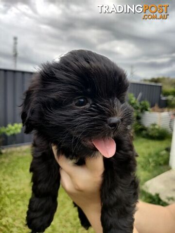 🐾 Bring love and laughter into your life with a Maltese Shih Tzu Cavoodle cross puppy! 🐾