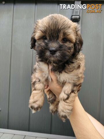 🐾 Bring love and laughter into your life with a Maltese Shih Tzu Cavoodle cross puppy! 🐾