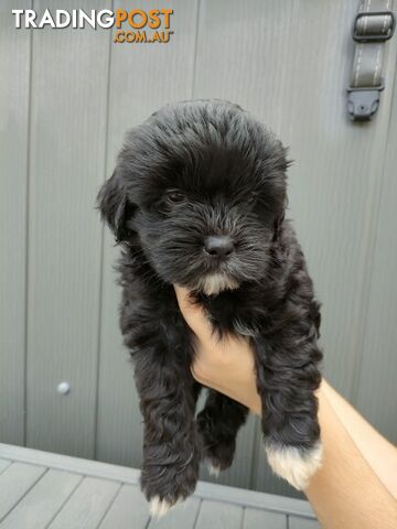 🐾 Bring love and laughter into your life with a Maltese Shih Tzu Cavoodle cross puppy! 🐾