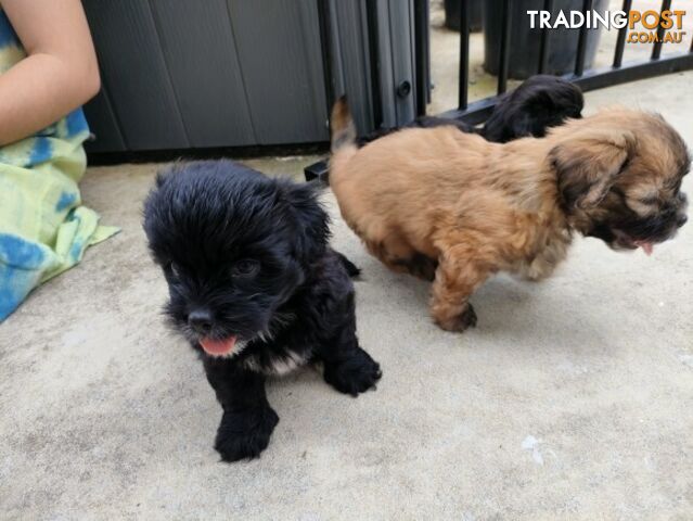 🐾 Bring love and laughter into your life with a Maltese Shih Tzu Cavoodle cross puppy! 🐾