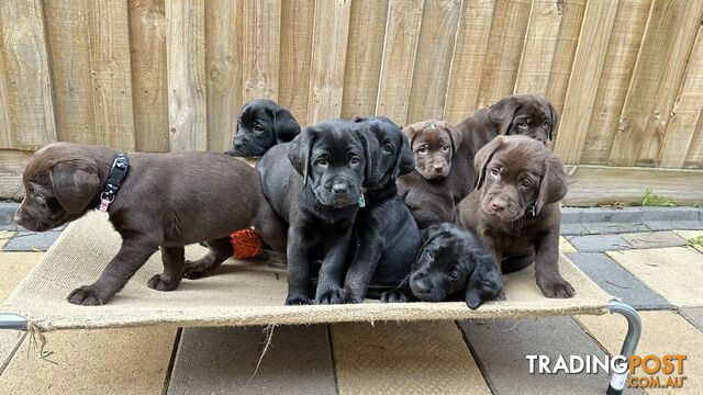 Gorgeous &amp;amp;amp;amp;amp;amp;amp; lovely purebred Labrador puppies