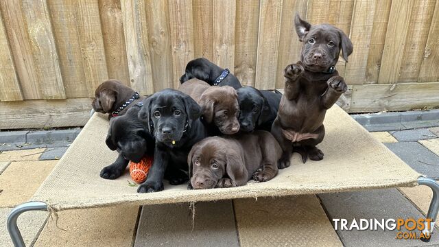 Gorgeous &amp;amp; lovely purebred Labrador puppies