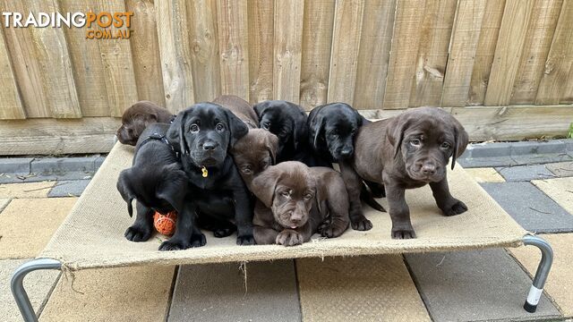 Gorgeous &amp;amp;amp;amp;amp;amp;amp; lovely purebred Labrador puppies