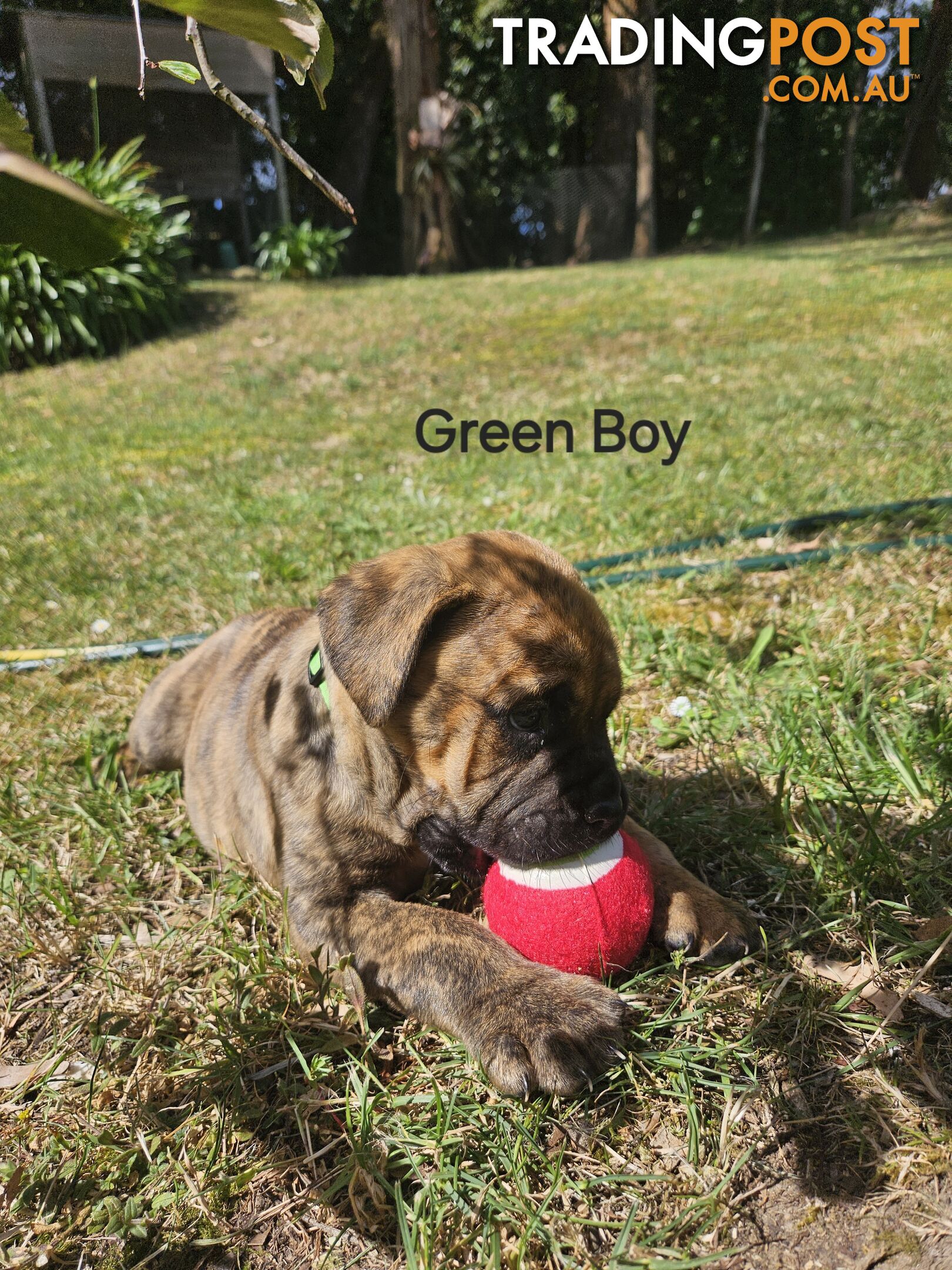 Bull Mastiff x Boxer puppies