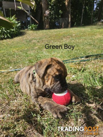 Bull Mastiff x Boxer puppies