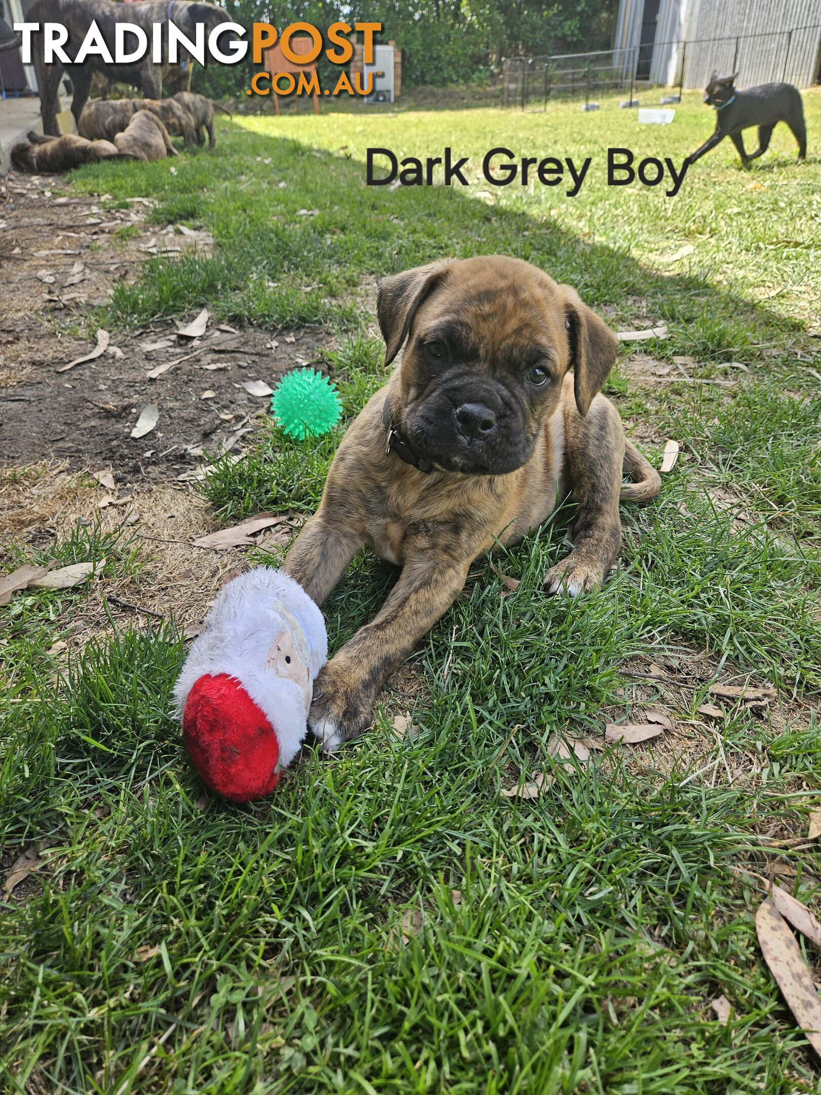 Bull Mastiff x Boxer puppies