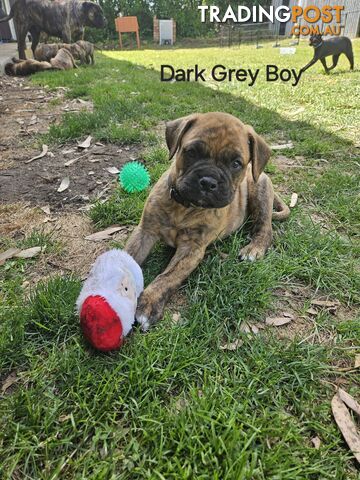 Bull Mastiff x Boxer puppies