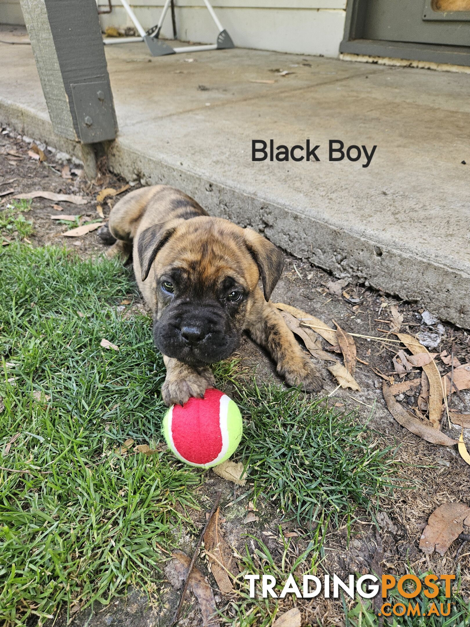 Bull Mastiff x Boxer puppies