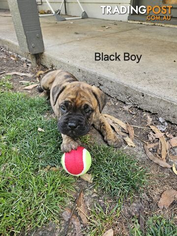 Bull Mastiff x Boxer puppies