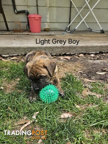 Bull Mastiff x Boxer puppies