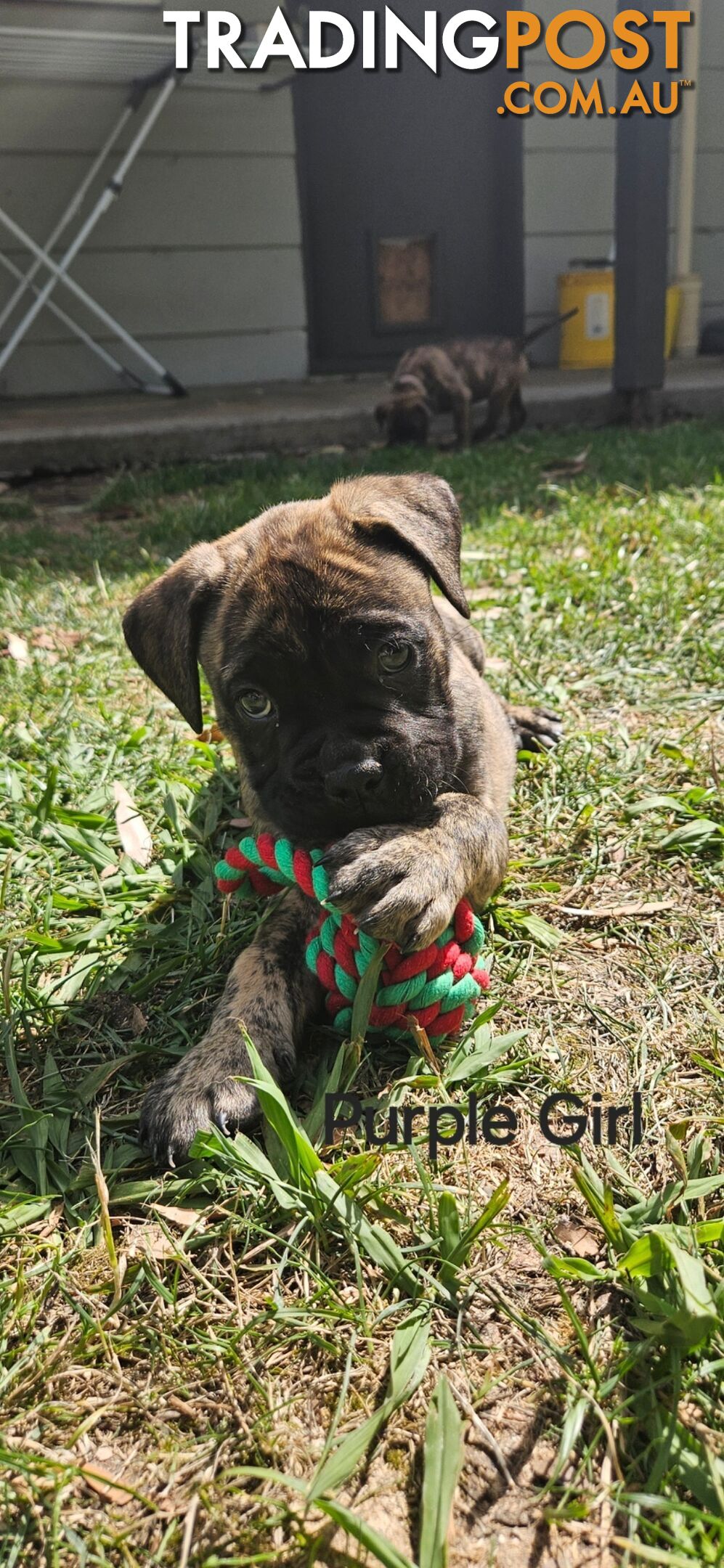 Bull Mastiff x Boxer puppies